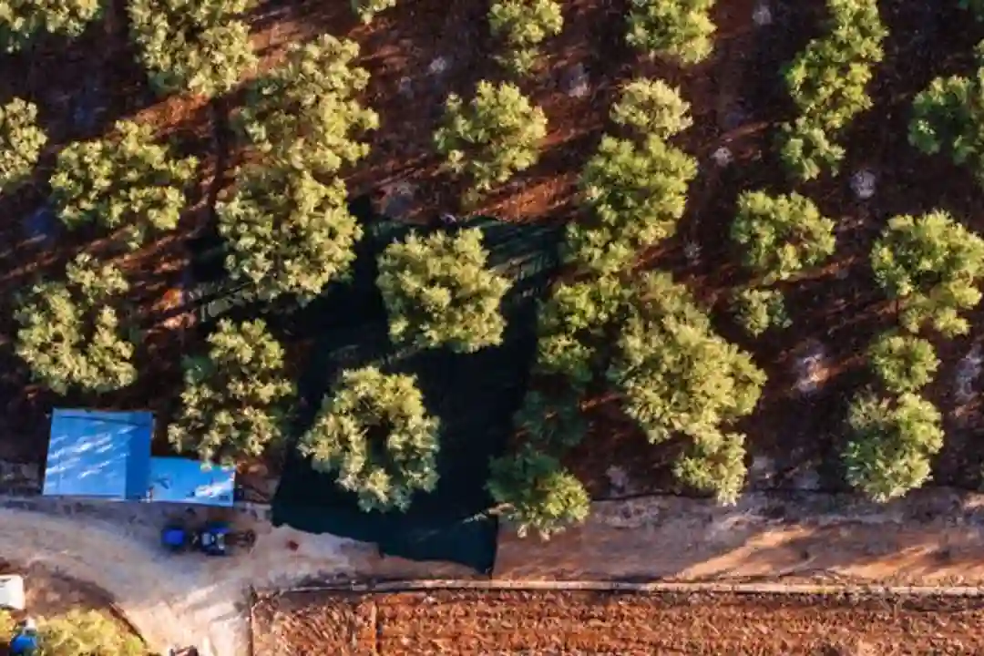 Pemandangan udara menakjubkan pohon zaitun dan lahan pertanian di Fasano, Apulia, Italia.