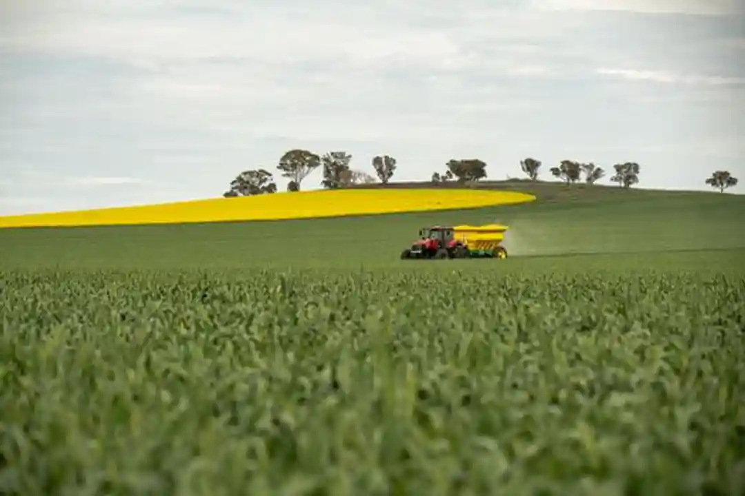 Traktor merah menyebarkan pupuk di ladang canola hijau subur di bawah langit mendung.